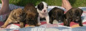 OldeEnglishBulldoggePuppiesReadyOct